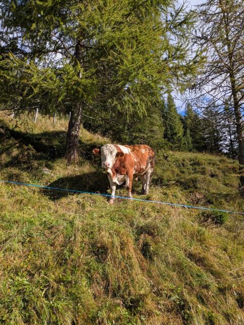 Stier
