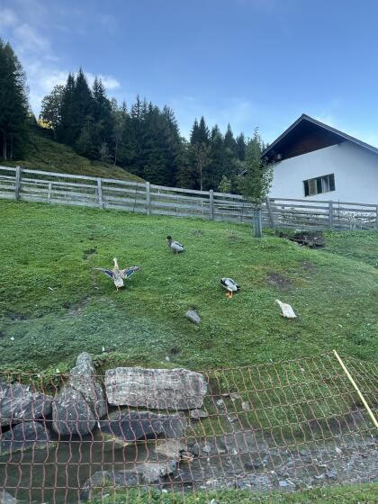 Laufenten