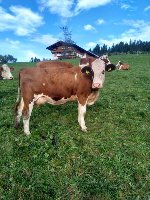 Bio-Kühe zu verkaufen