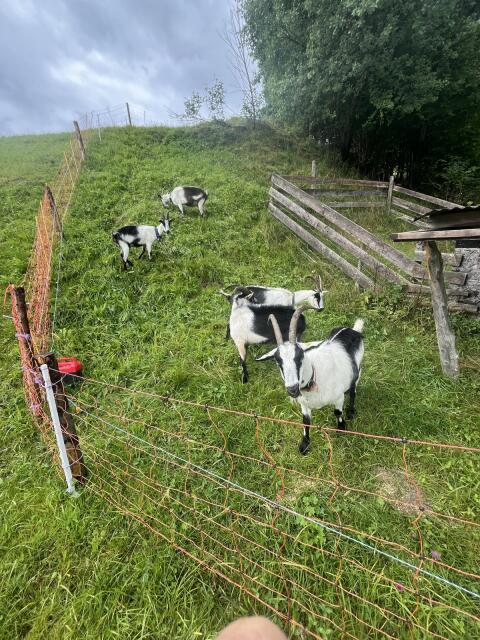 Pfauenziege