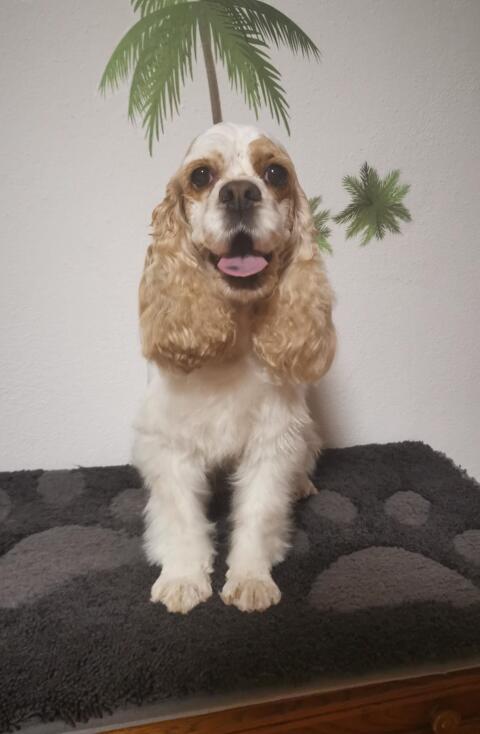 Nette American Cockerspaniel Hündin