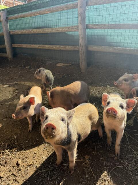 Mini-Schweine suchen ein neues Zuhause