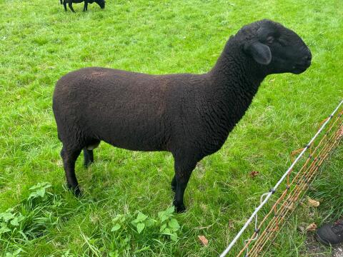 Jura-Schafbock zur Zucht