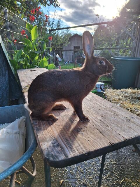 Kaninchen
