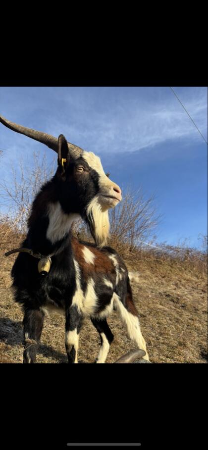 HB-Tauernschecken Bock