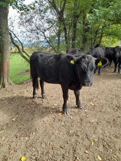Verkaufe Angus Kalbinnen, 6 Stk.