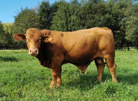 Beefmaster Zuchtstier 18 Monate