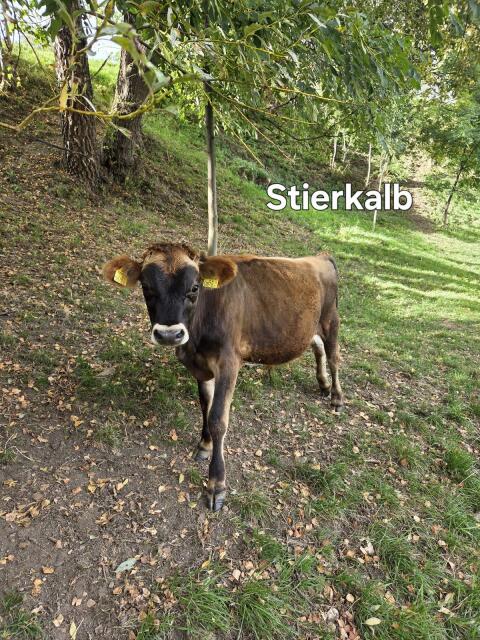 Bio Jersey Stierkalb