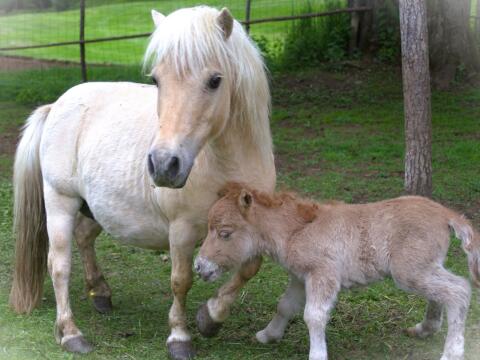 Mini Shetlandpony