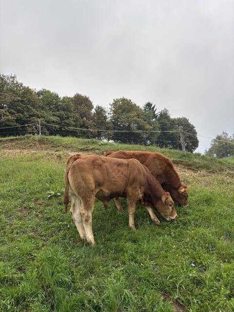 Verkaufe Limousin