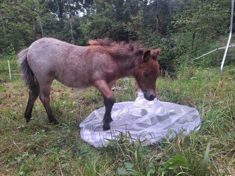 Bay Roan Mini Shetty Stute