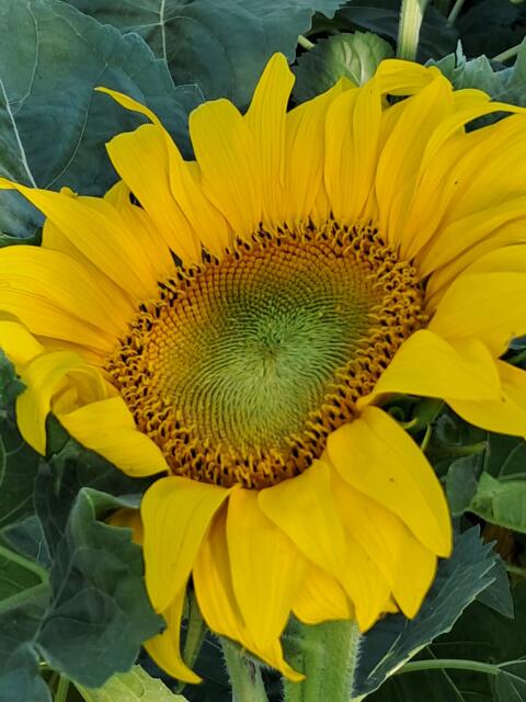 Vogelfutter gestreifte Sonnenblumenkerne im Big Bag