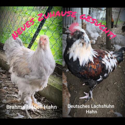 Brahma Hahn Isabell und Deutsches Lachshuhn Hahn abzugeben