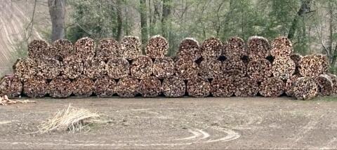 Buchen Brennholz