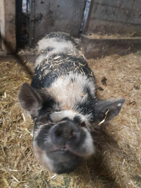 Kune Kune Eber