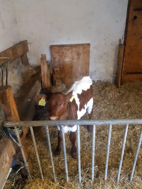 Bio Kalb weiblich
