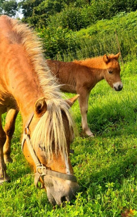 Shetlandpony Stute Fuchs