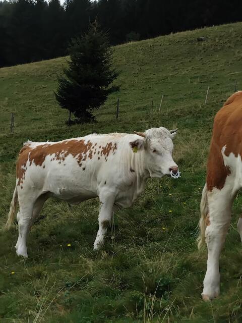 Ennstaler Bergschecken