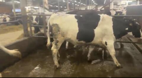 Holstein