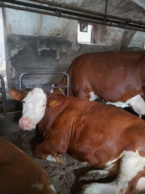 4 hochträchtige Fleckviehkalbinnen, 3 Fleckvieh-Weidekühe