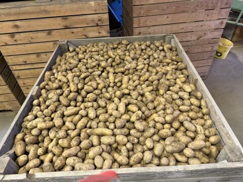 Bio Ditta Kartoffeln