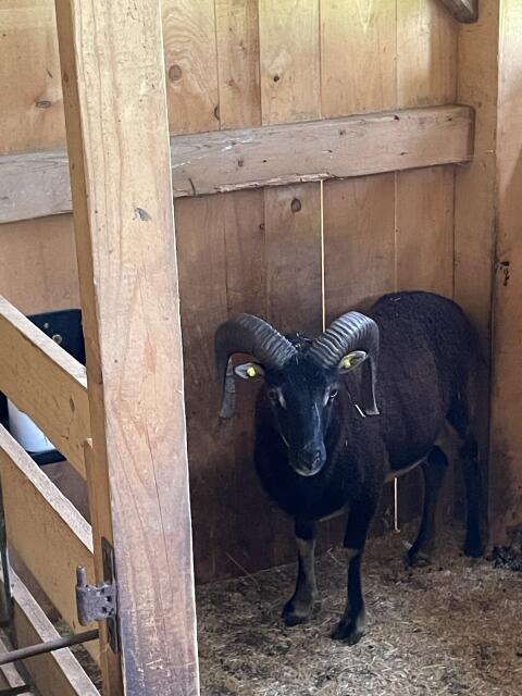 Soay Zuchtbock