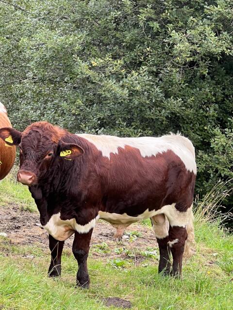 BIO Pinzgauer Jungstier
