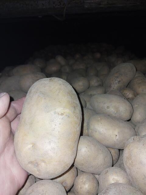 Kartoffel Agria Bio