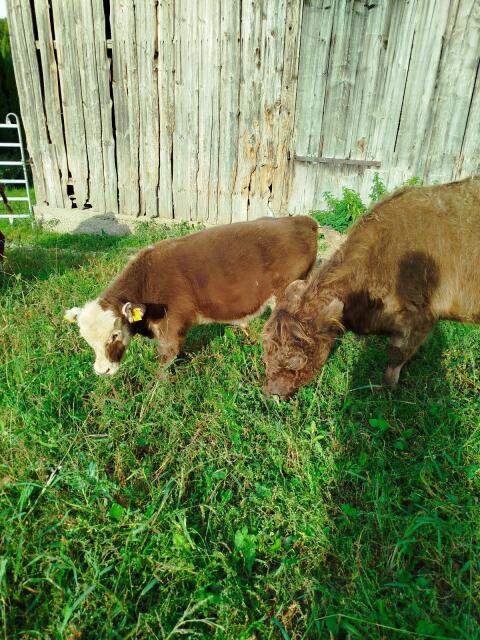 Galloway Kuh und Stierkalb