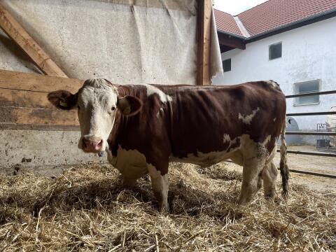 Kuh in Milch