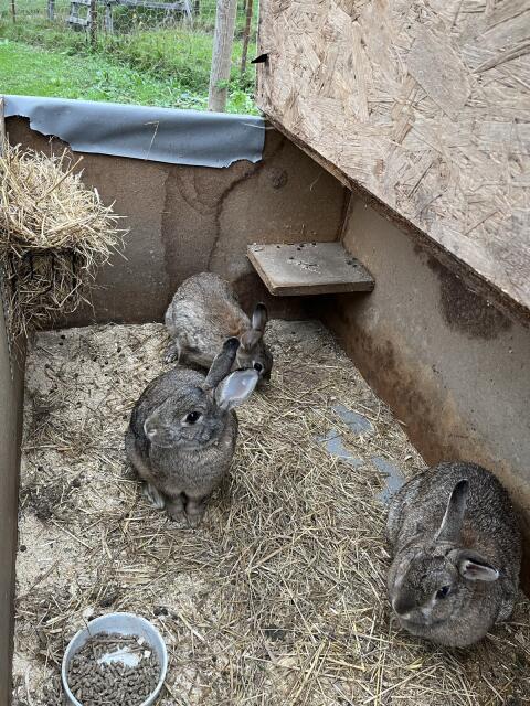 Wildkaninchen Familie