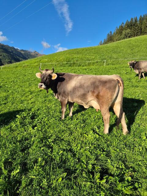 Tiroler Grauvieh Kuh Bio
