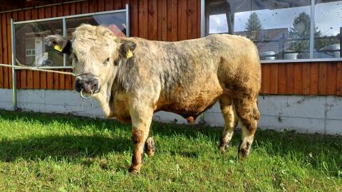 Junger Sprungstier