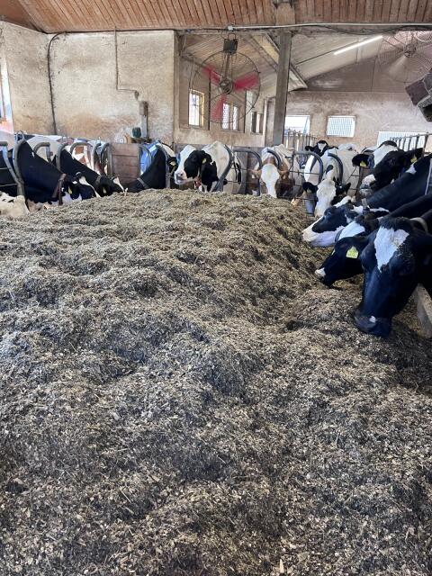 Holstein