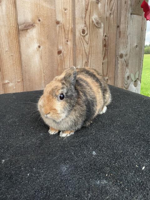 Zwergkaninchen