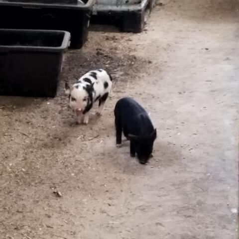 Kune Kune Mischlinge