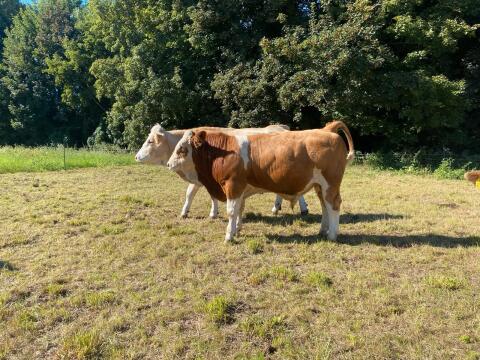 Fleckvieh Simmental, Zuchtbulle