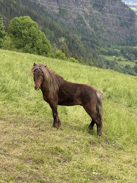 Classic Pony Wallach