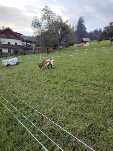 Zwergziege