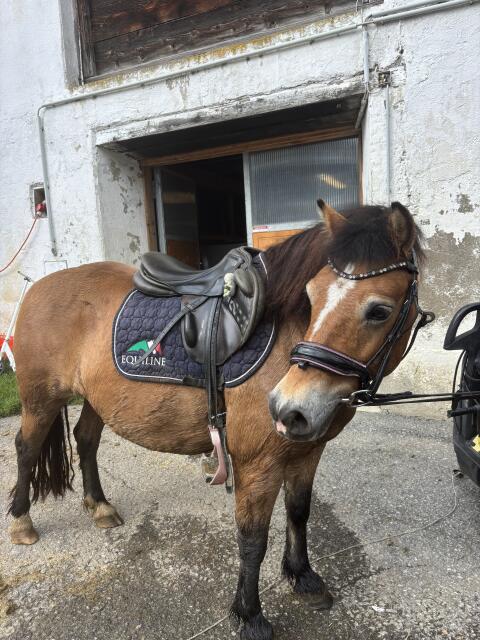 Liebes Pony