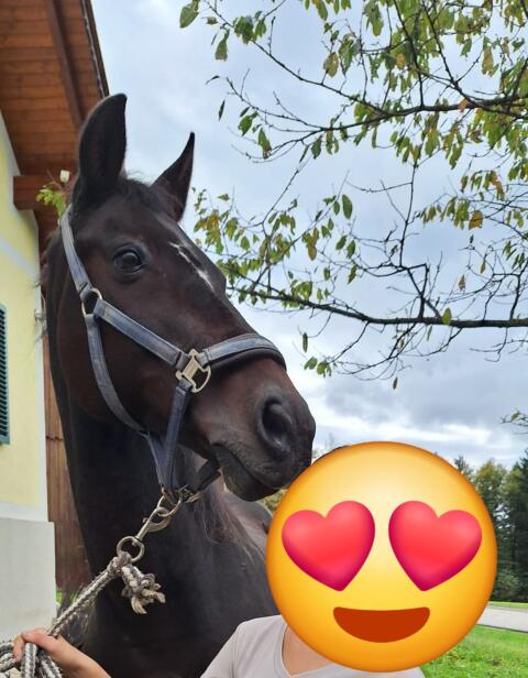 Ungarisches Warmblut