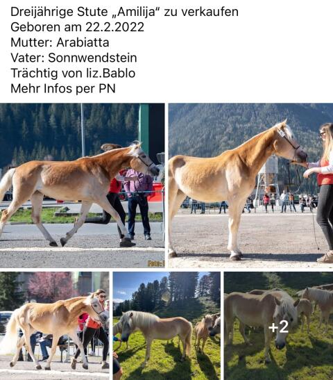 Haflinger Stute