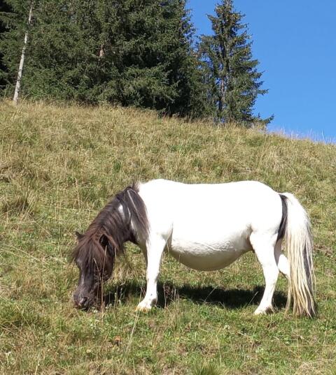 Minishetland Stute