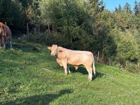 Charolais Zuchtstier