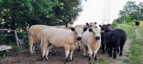 Galloways Kalbinen