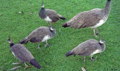 Pfau Jungtiere