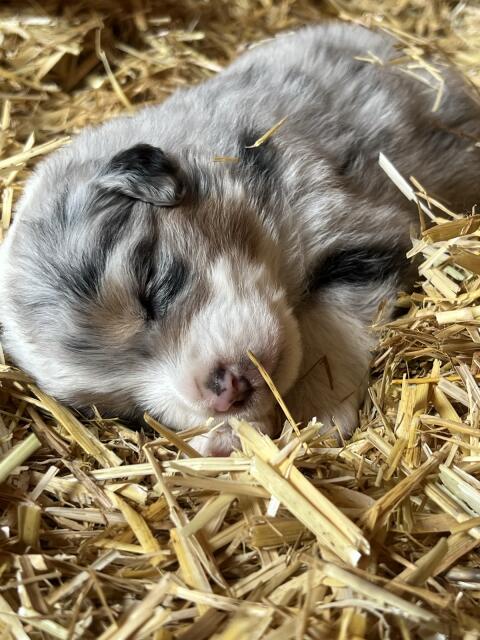 Aussie Welpen