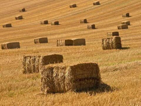 Heu, Alfalfa und Stroh