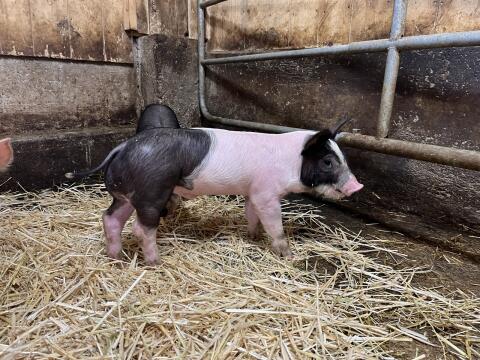 Ferkel
