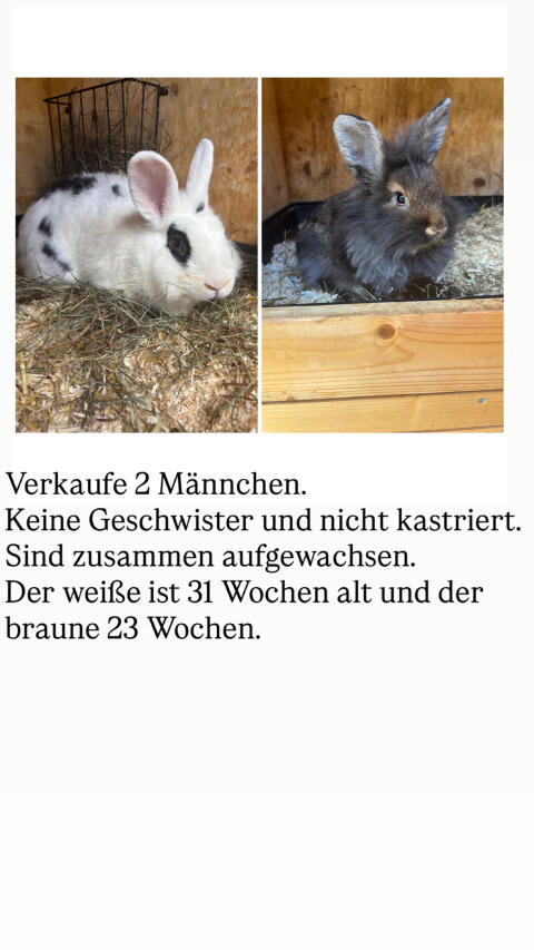 Löwenkopfhasen